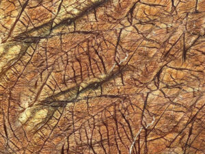 Naturstein Rainforest Brown (Handelsmarmor)